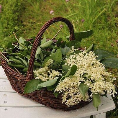 อัลเดอร์เบอรี่ (Elderberry) / 20 เม็ด (นอก)