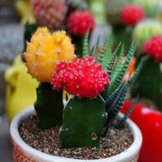 แคคตัส (Cactus) คละแบบ / ซอง 10 เม็ด (F006)