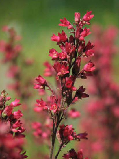 ฮิวเชร่า (Heuchera - Red Coral Bells) สีแดง / 2,700 เม็ด (UK)