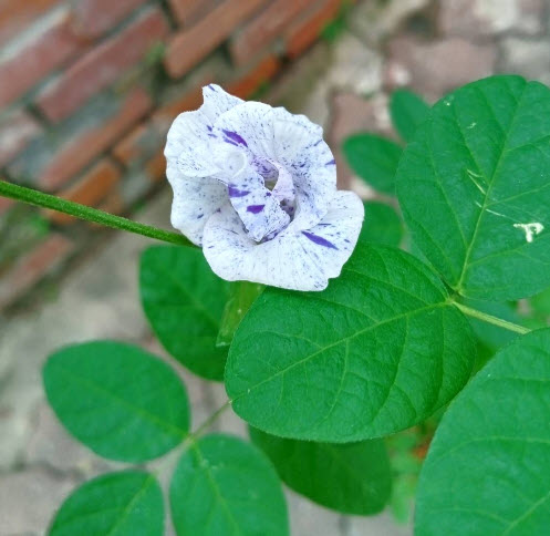 ต้นอัญชัน ดอกด่าง กระถาง 6 นิ้ว สวยมาก มีต้นพร้อมส่ง