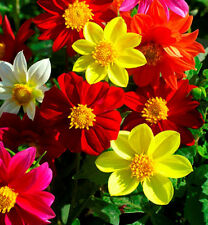 ดาห์เลีย (Dahlia) คละ / 130 เม็ด (UK)