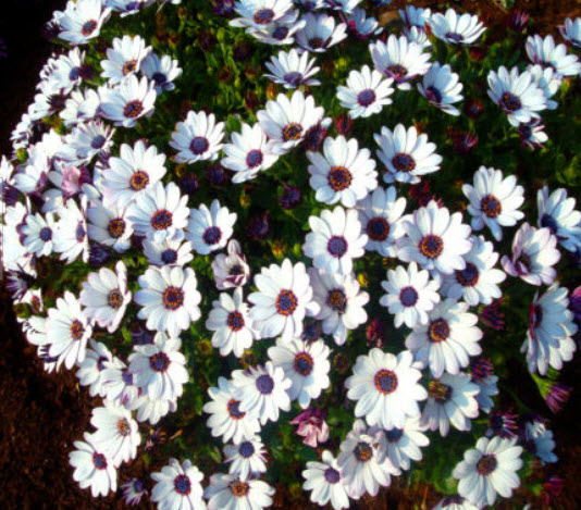 อัฟริกันเดซี่ (African Daisy) สีขาว / 30 เม็ด (UK)
