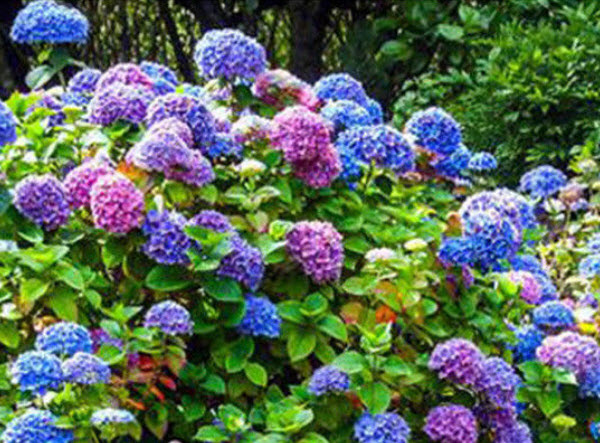 ไฮเดรนเยีย (Hydrangea) คละ 20 สี / 50 เม็ด
