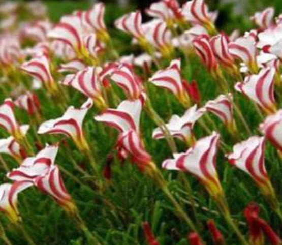 อ็อคซาลิส (Oxalis Versicolor) / ซอง 100 เม็ด (S058)