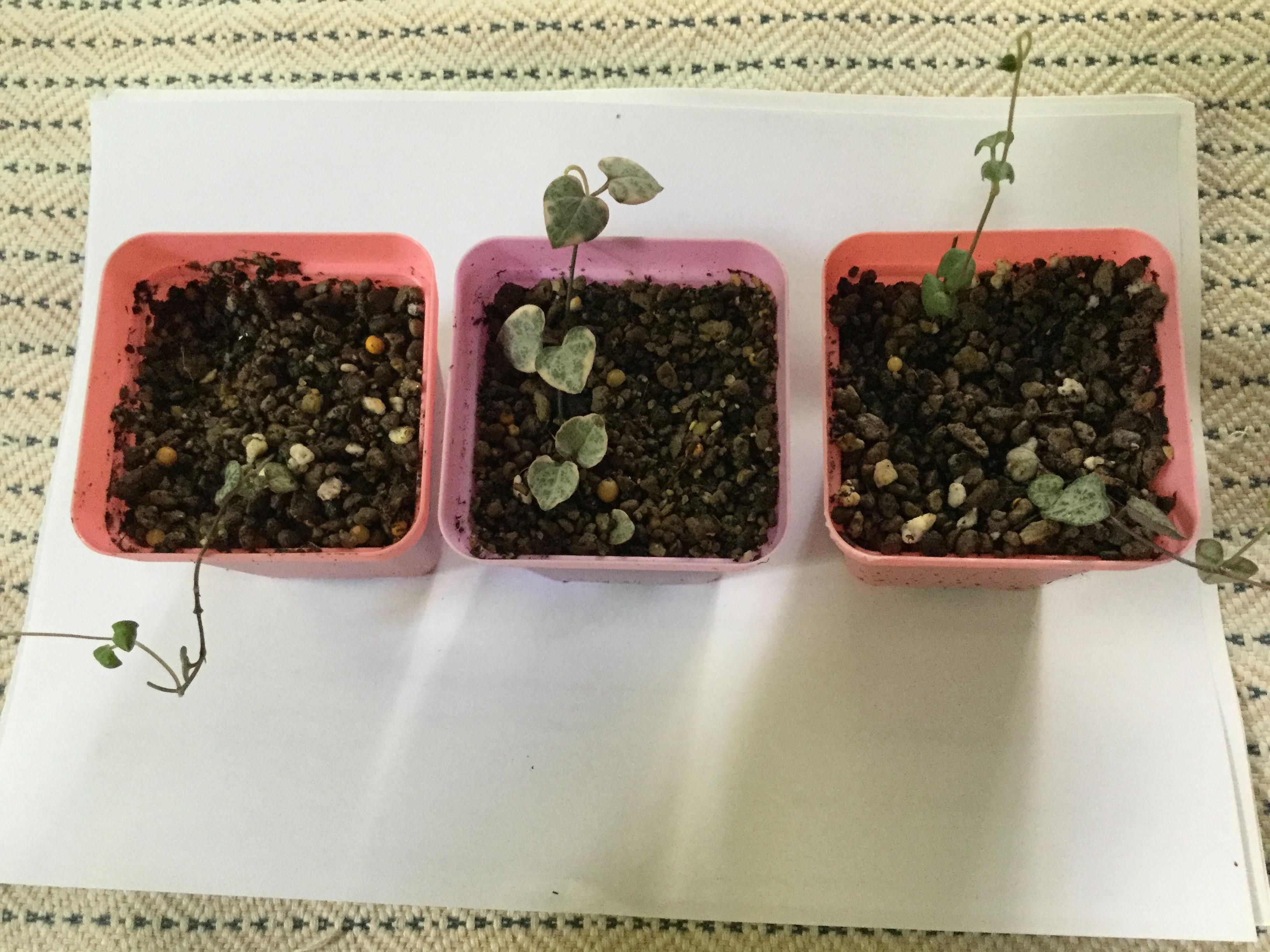 ต้นสายป่านดวงใจ (Ceropegia woodii) ใบเงิน / ต้น