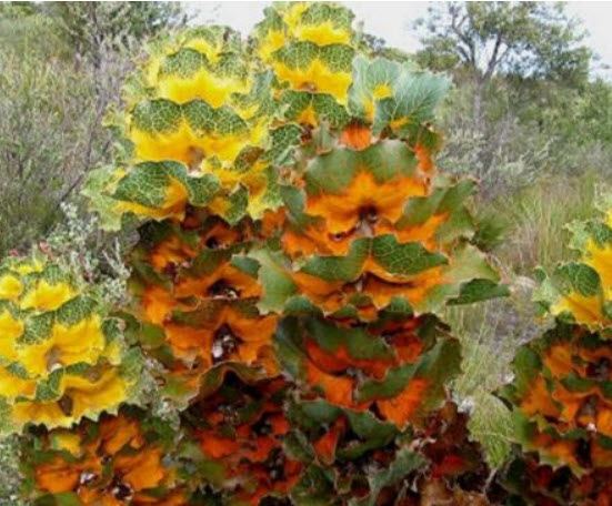 รอยัล ฮาเกีย (Royal Hakea) / เม็ด (Israel)