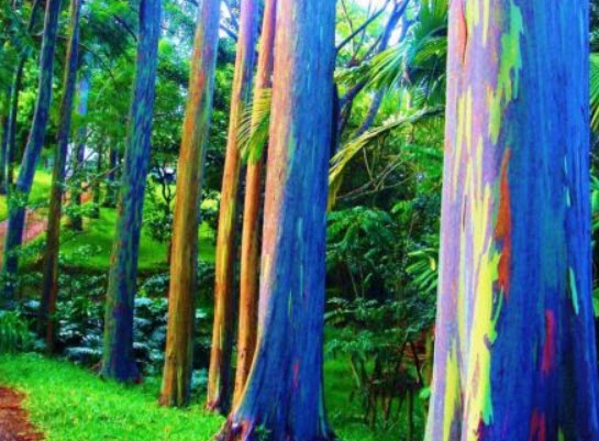 ยูคาลิปตัส แฟนซี (Eucalyptus deglupta) / 1,000 เม็ด (Portugal)