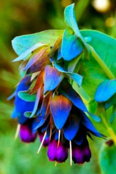 เซอรินธ์ (Cerinthe / blue shrimp) / 10 เม็ด (Portugal)