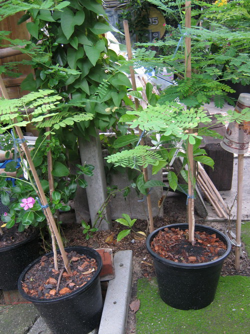 ต้นหางนกยูงไทย สีชมพู สูง 80-100 ซ.ม. กระถาง 10 นิ้ว / ต้น