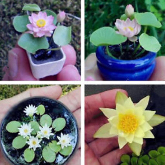 บัวจิ๋ว (mini lotus) คละสี-แบบ / 10 เม็ด (นอก)