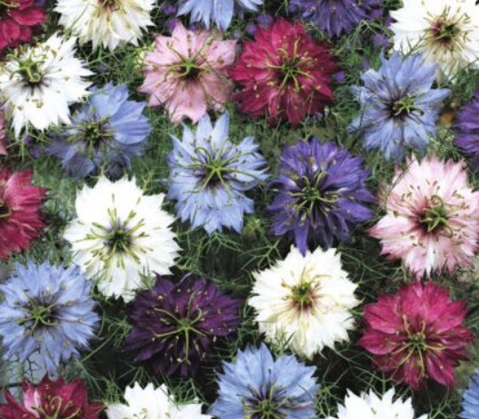 รักในสายหมอก (Love In A Mist - Miss Jekyll) ซ้อน คละ / 1,000 เม็ด (UK)