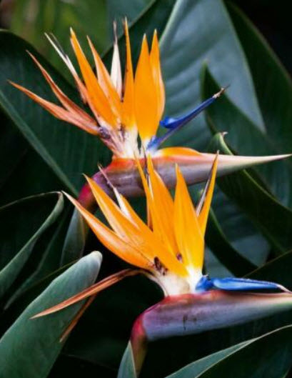 ปักษาสวรรค์ต้นเตี้ย (Dwarf Strelitzia) / 5 เม็ด (UK)