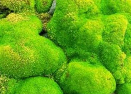 มอสส์เขียว (Green Moss) / 100 เม็ด ,