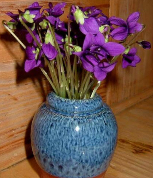 ไวโอลา หรือหน้าแมวจิ๋ว (Viola Odorata) สีม่วง / 10 เม็ด (Portugal)*