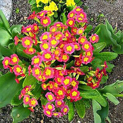 พริมโรส (Primrose) คละ / 100 เม็ด