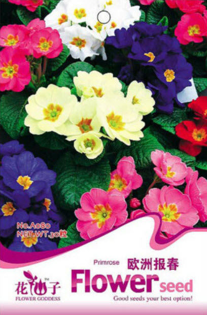 คอมม่อน พริมโรส (Common Primrose) คละ / ซอง 50 เม็ด (A080)
