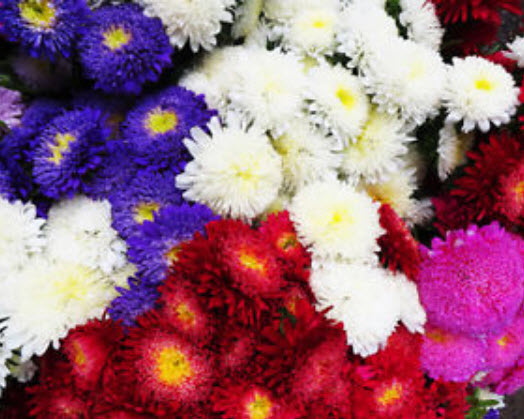 แอสเตอร์ (Aster) คละ / 500 เม็ด