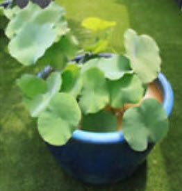บัวจิ๋ว สีทอง (Mini Golden Lotus) / 5 เม็ด (นอก)