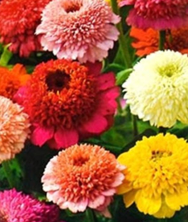 บานชื่นดอกใหญ่ซ้อน (Zinnia Skabiozotosvetnaya Smes) คละ / 100 เม็ด (Ukraine)