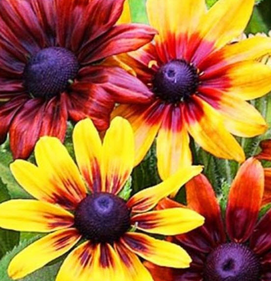 แววตา (Golden Coneflower) คละ / 1,000 เม็ด (UK)