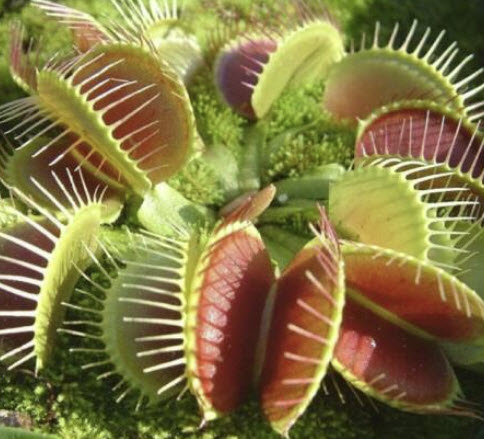 กาบหอยแครง (Venus Flytrap) / 50 เม็ด (USA)*