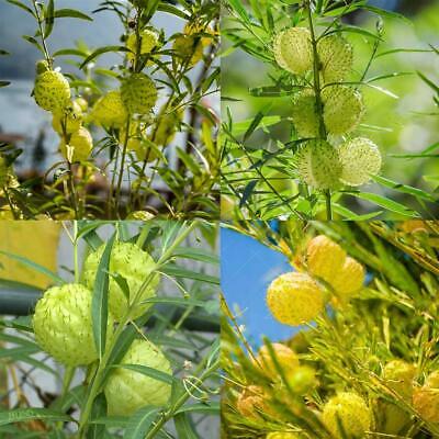 หงส์เหิร หรือบอลลูน ฟรุต (Balloon fruit) / 50 เม็ด