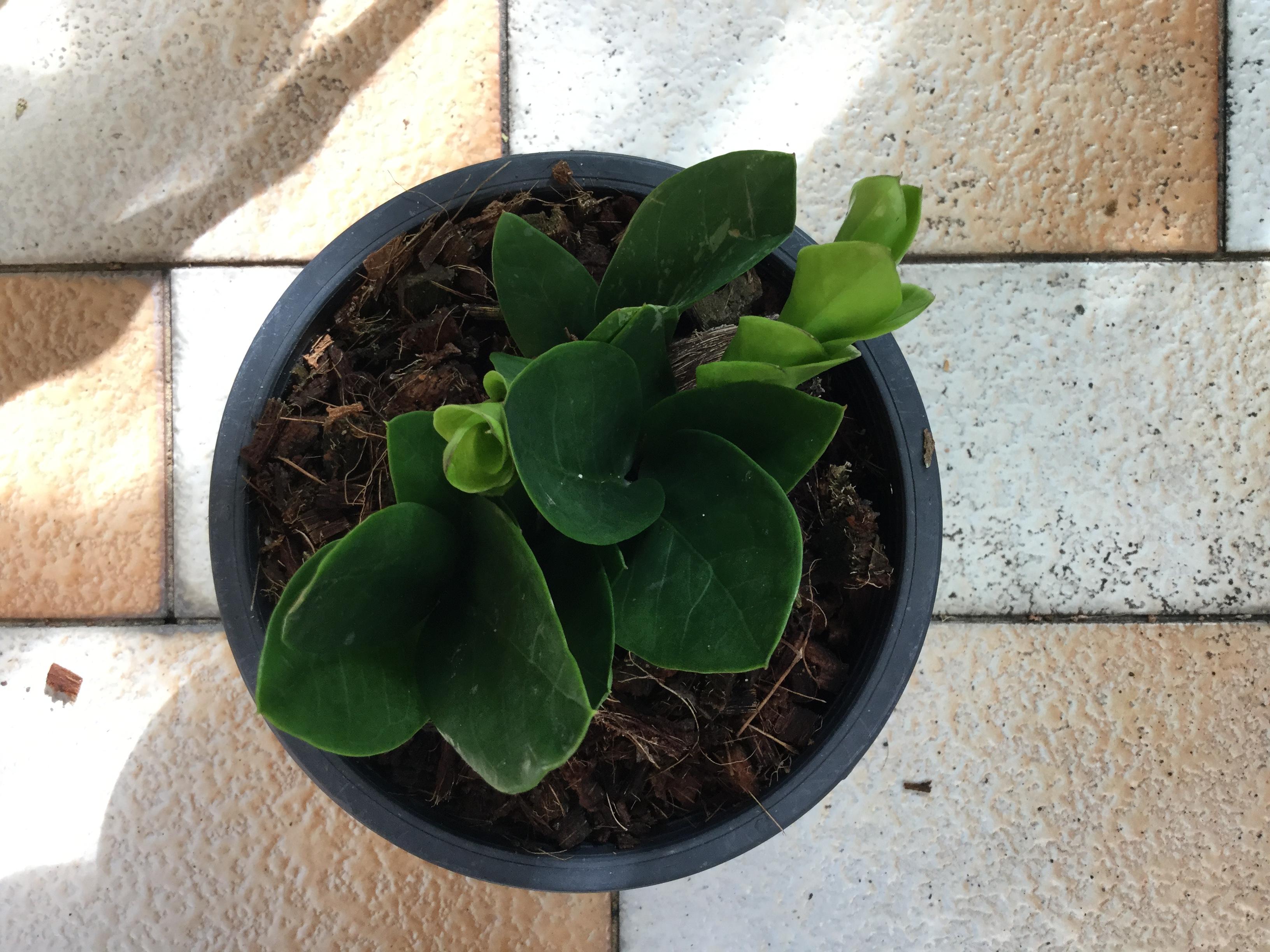 ต้นกวักมรกตแคระ กระถาง 6 นิ้ว / ต้น (A)