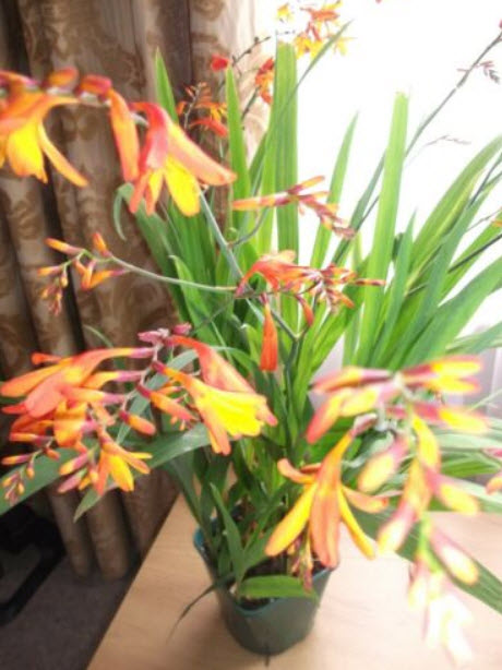 โครคอสเมียร์ หรือไอริชสีส้ม (Crocosmia) / 25 เม็ด (UK)