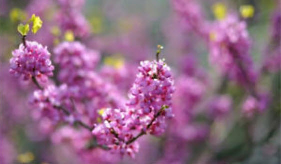 เรดบัด หรือหงษ์ฟู่ (Redbud / Cercis Chinensis) / 25 เม็ด (นอก)