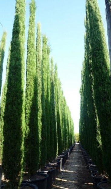 สนเมดิเตอเรเนียน ไซเปรส หรือสนดินสอ / 50 เม็ด (Portugal)