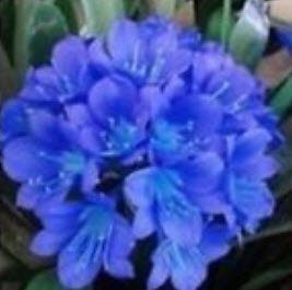 คลิเวีย บลู สกาย (Blue Sky Clivia) น้ำเงิน / 5 เม็ด