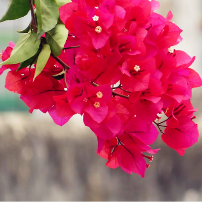 เฟื่องฟ้า (Bougainvillea) ดอกสีแดงเข้ม / 25 เม็ด (นอก)