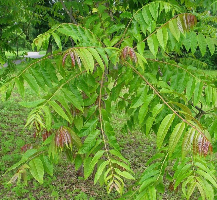 มะฮอกกานีจีน (Chinese Mahogany) หรือฟลามิงโก้ / 50 เม็ด (France)*