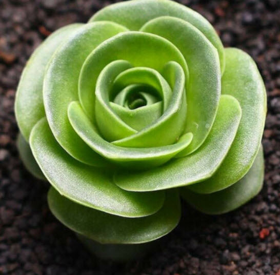 กรีโนเวีย (Greenovia) / 100 เม็ด