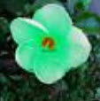 ชบา สีเขียว (Green Hibiscus) / 50 เม็ด