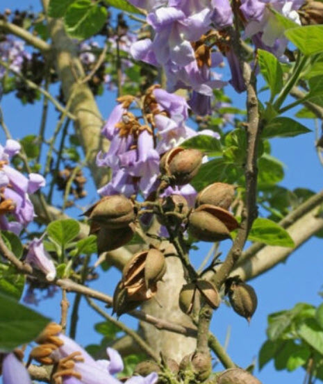 (ขายส่ง) เพาโลเนีย (Paulownia) หรือเจ้าหญิง (Royal Empress) / 2,500 เม็ด (USA)