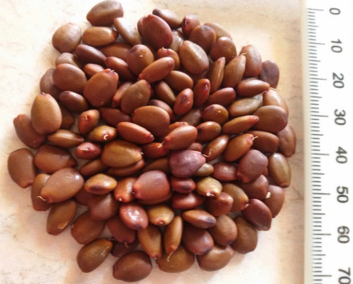 คารอป (Carob) พืชใช้แทนช็อคโกแลตท โกโก้ ไม่มีคาเฟอีน / 20 เม็ด (Algeria)