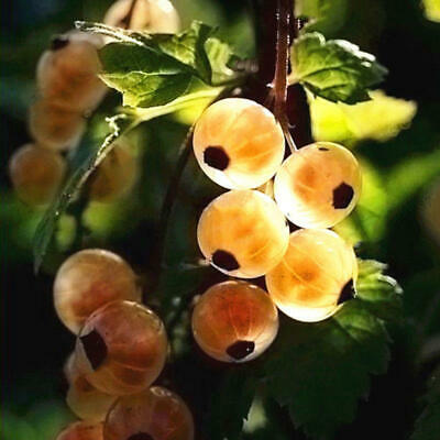 โทงเทงจีน / เคป กู๊สเบอรี่ คละสีแดง-ดำ / 50 เม็ด (China)