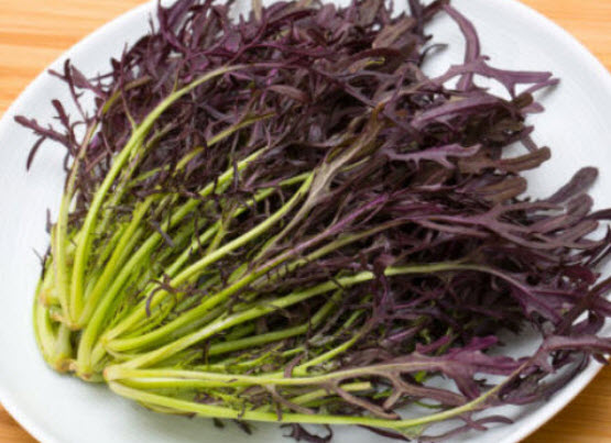 มิซูน่า (Mizuna) หรือมัสตาร์ดญี่ปุ่นแดง (Red Japanese Mustard) / 100 เม็ด (France)*