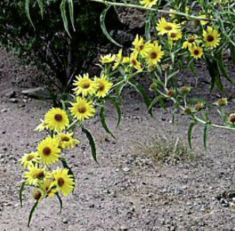 ทานตะวันแม็กซิมิเลียน (Maximilian Sunflower) / 100 เม็ด (UK)