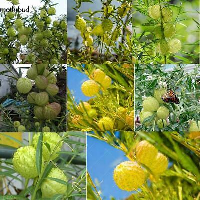 หงส์เหิร หรือบอลลูน ฟรุต (Balloon fruit) / 50 เม็ด