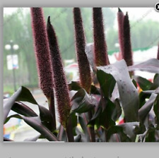 หญ้าน้ำพุ (Pennisetum glaucum) / 100 เม็ด