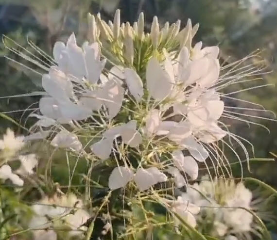 เสี้ยนฝรั่ง (Cleome / Spider flowers) สีขาว / 80 เม็ด (P2S) *