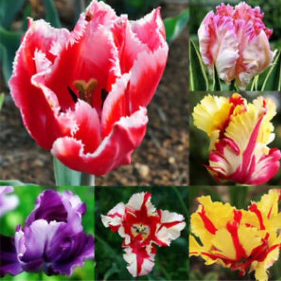 Parrot Tulip คละ / 100 เม็ด