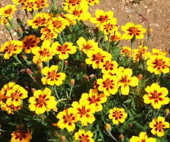 ดาวเรืองฝรั่งเศส (French Marigold - Dainty Marietta) / 30 เม็ด (UK)