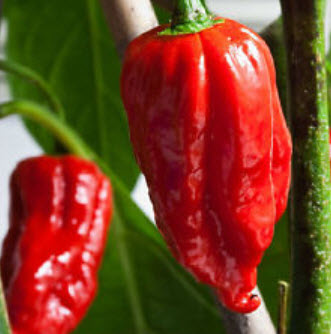 พริก Trinidad Moruga Scorpion / 100 เม็ด (จีน)