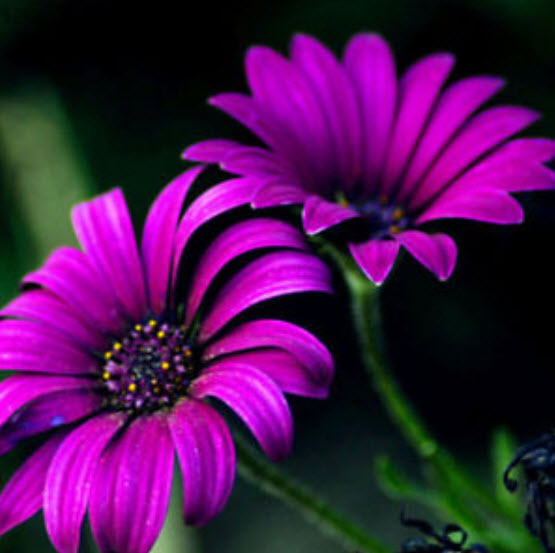 เยอบีร่า (Gerbera) คละสี / 25 เม็ด (นอก)