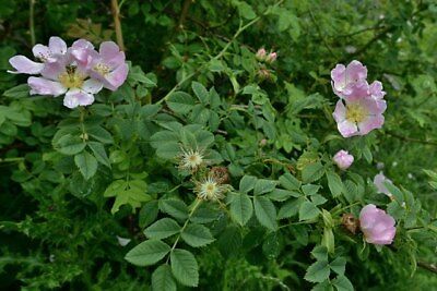 ด็อก โรส (Dog Rose) สีชมพูขาว / 10 เม็ด (UK)