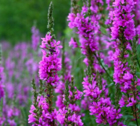 แองเจิ้ลไต้หวัน / เพอเพิ่ล ลูสสไตร้ฟ (Purple Loosestrife) / 11,500 เม็ด (UK) *