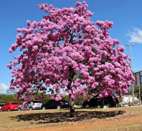 ศรีตรัง (Jacaranda mimosifolia) สีชมพู / 5 เม็ด (Brazil)